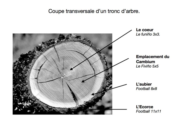 coupe transversale arbre